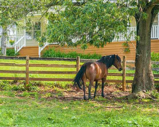 Bay horse standing in shaded paddock beside split-rail fence near farmhouse at 2205 S. Amherst Hwy, Amherst, VA 24521.