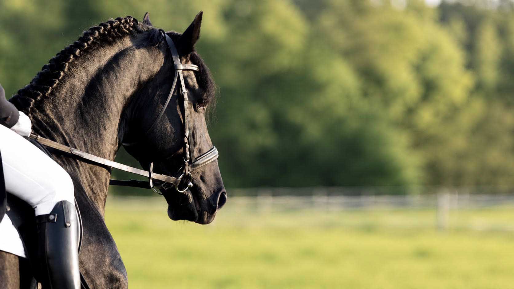 Dressage rider in the countryside