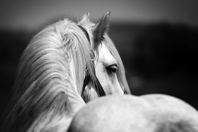 Close-up black and white photo of a white horse with a flowing mane, looking over its shoulder with a soft, contemplative expression.