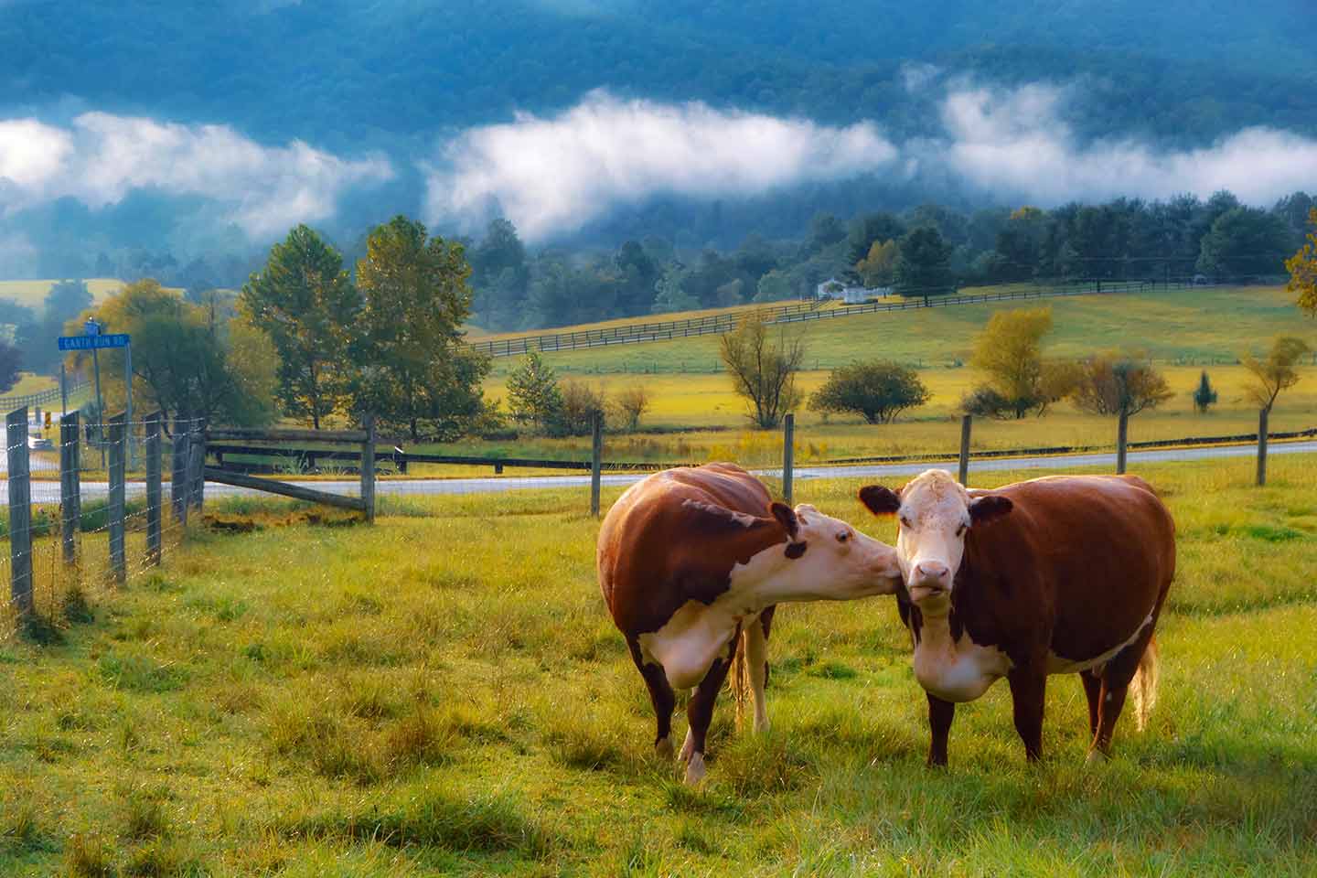 Idyllic farm scene featuring two brown and white cows in a lush green pasture, surrounded by fencing, with rolling hills, trees, and a misty forested backdrop under a cloudy sky.