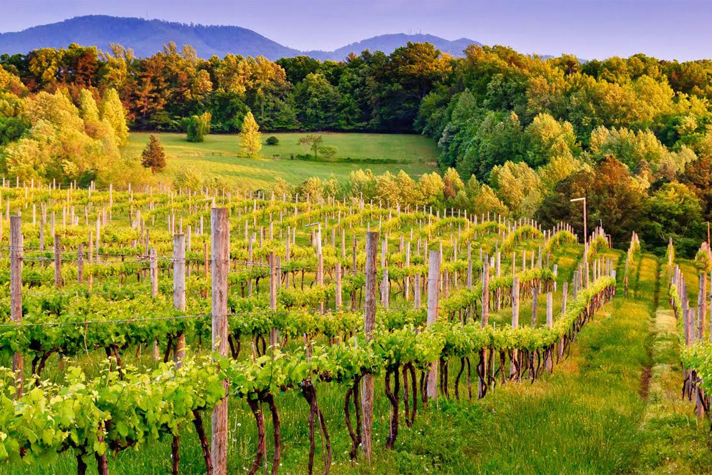 Beautiful vineyard landscape with rows of grapevines stretching across a rolling hillside, surrounded by lush green trees and backed by distant forested mountains under a clear evening sky.