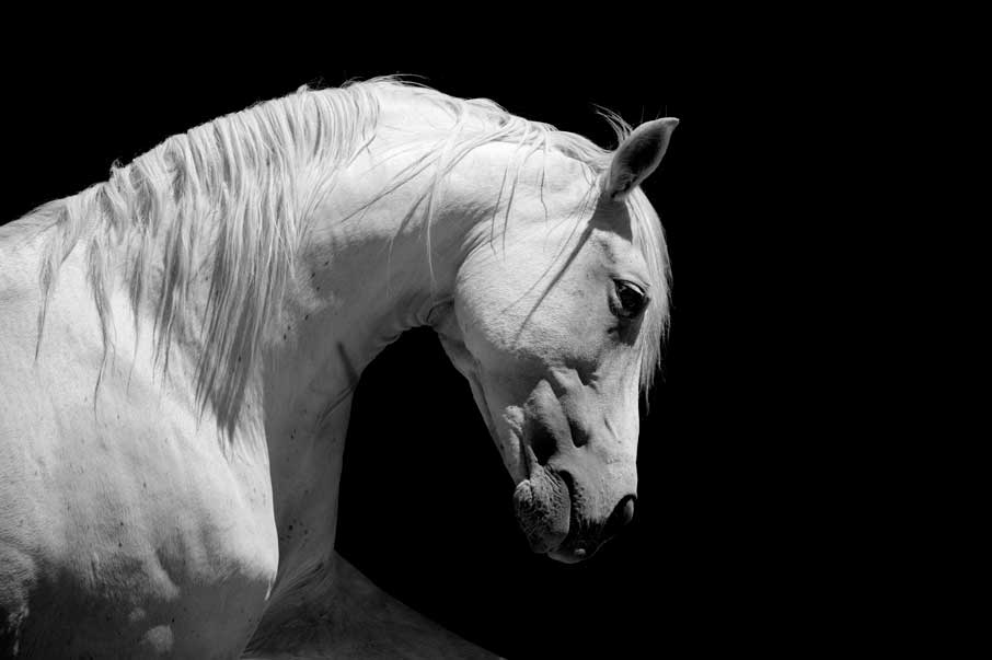 Close-up black and white photo of a white horse with a flowing mane, looking over its shoulder with a soft, contemplative expression.