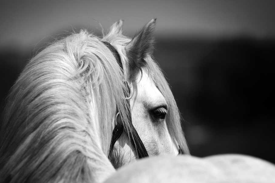 Close-up black and white photo of a white horse with a flowing mane, looking over its shoulder with a soft, contemplative expression.